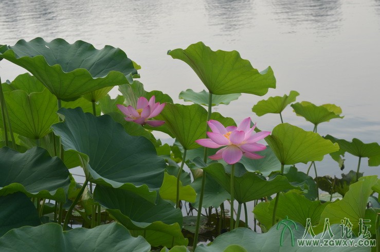 承诺 1661184172@qq.com 9.jpg