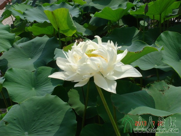 崔恩生 cuisnsheng@126.com 1.JPG