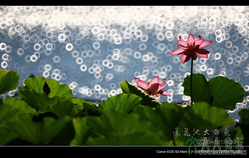 大白兔 1049313703@qq.com 2.jpg