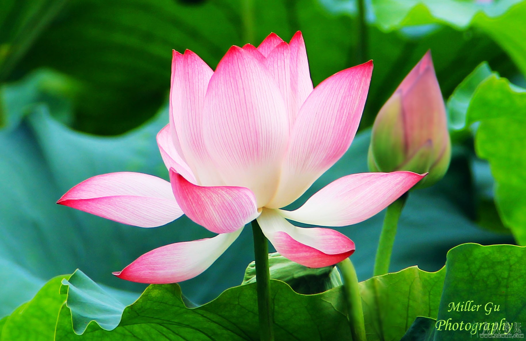 顾鸣 ming.gu9014@gmail.jpg