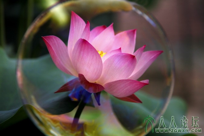 老范 瑰丽荷花 flsh12110@sina.com.JPG