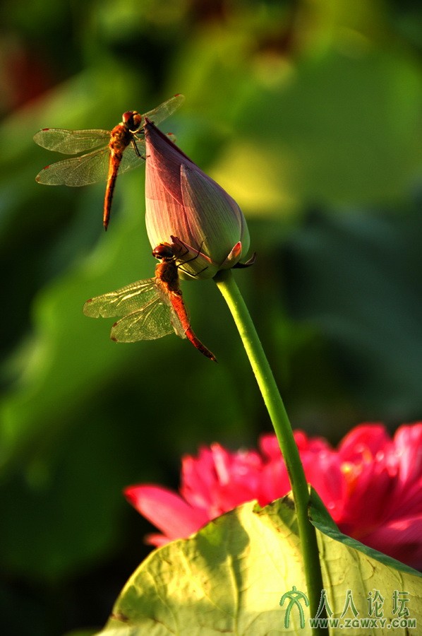 李贺祥tslhx1949@126.com 4.JPG