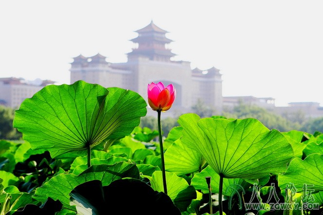 莲花献瑞 李金涛 18510816085.jpg