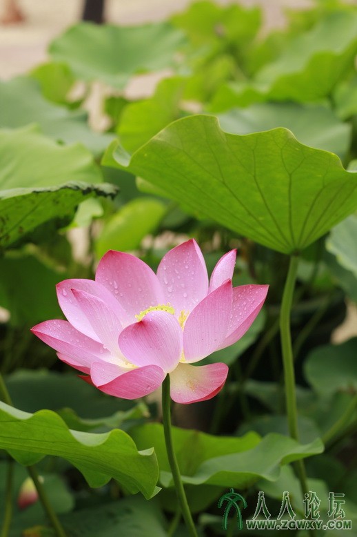 路人乙 529629149@qq.com.JPG