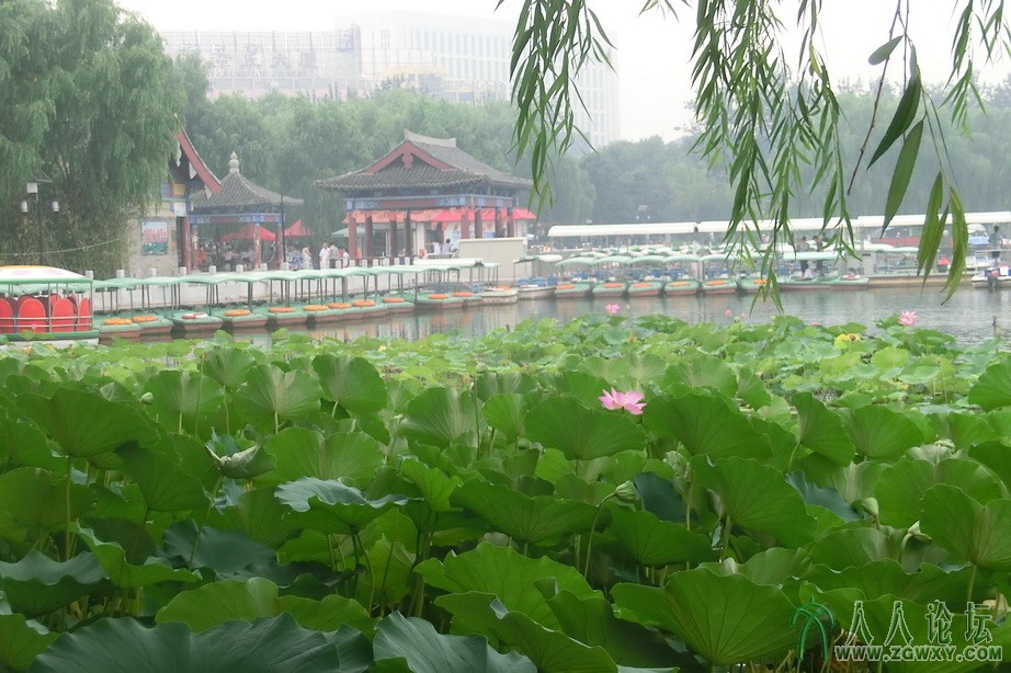 如鱼得水  1361636324荷花映码头.JPG