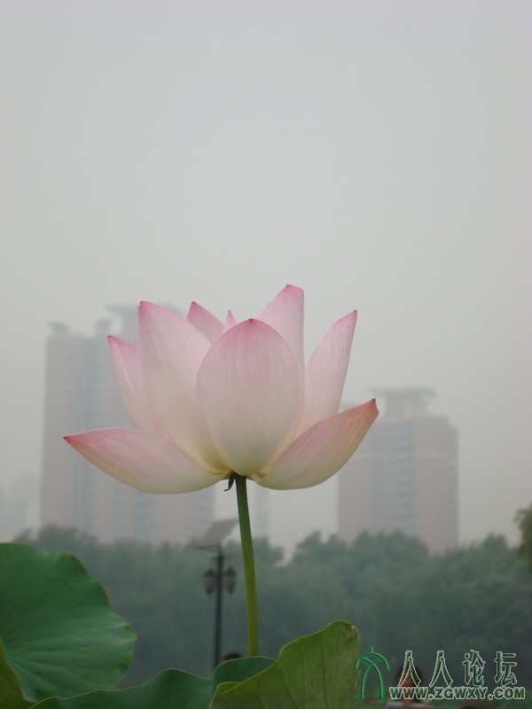 天莲 庞联玲13716080643.jpg