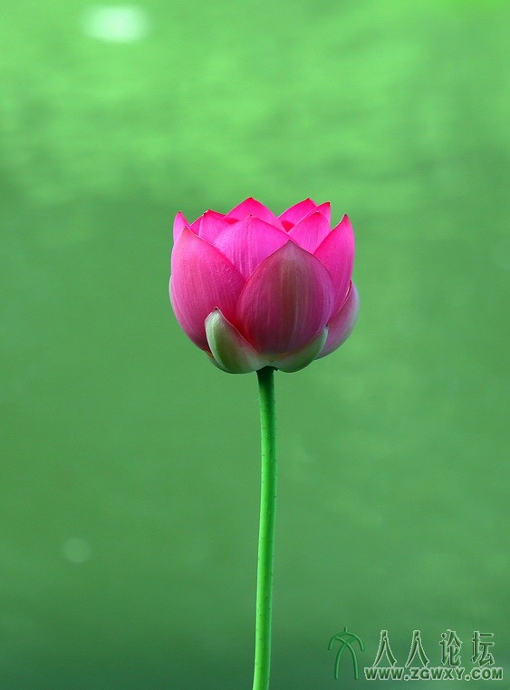 西文 荷之洁 479923454@qq荷之洁.JPG