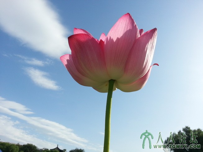 夏良裕 荷蓝天白云xiayubj@qq.com.jpg