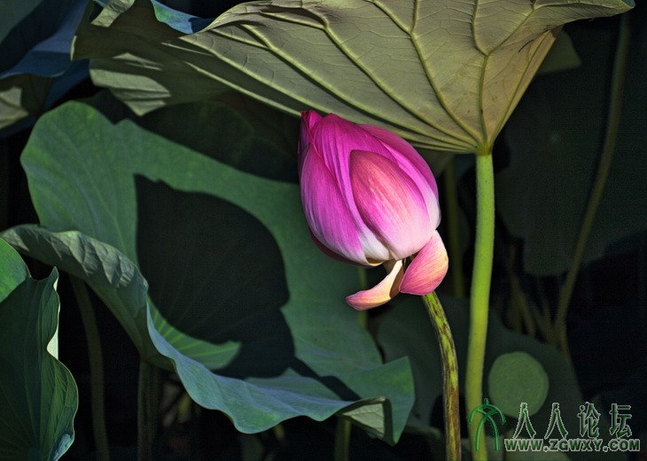 在水一芳 158864141@qq.com 1.jpg