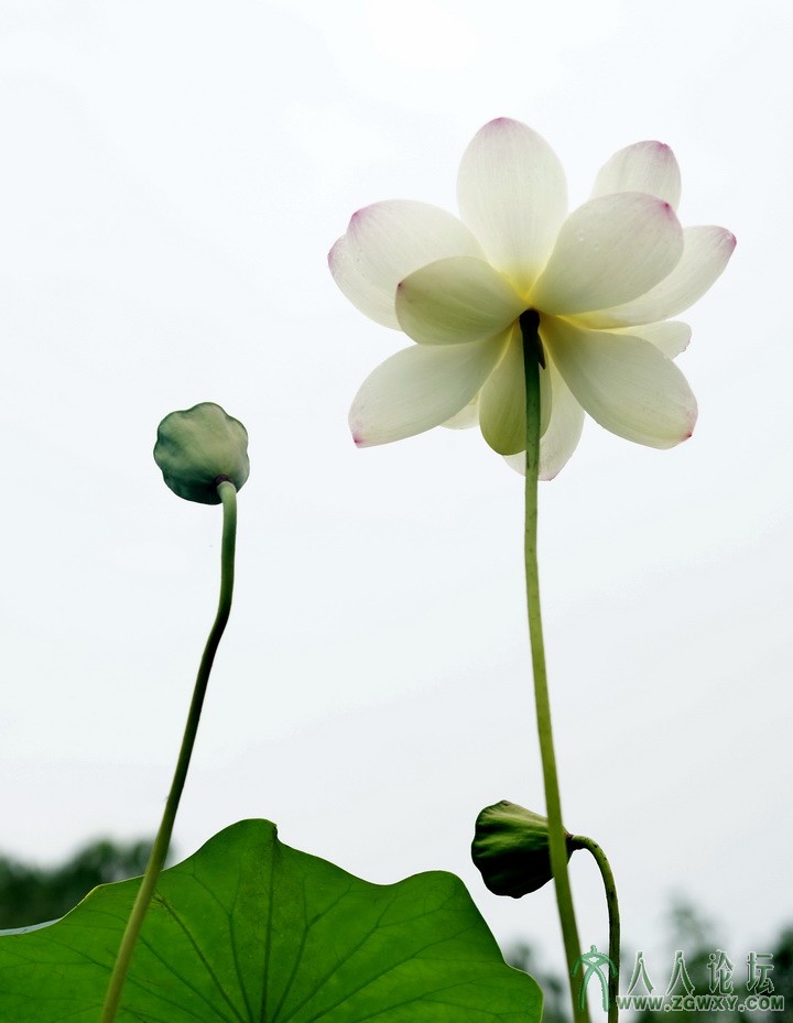 张树森冰清玉洁shusen0923@sina.com 3.jpg