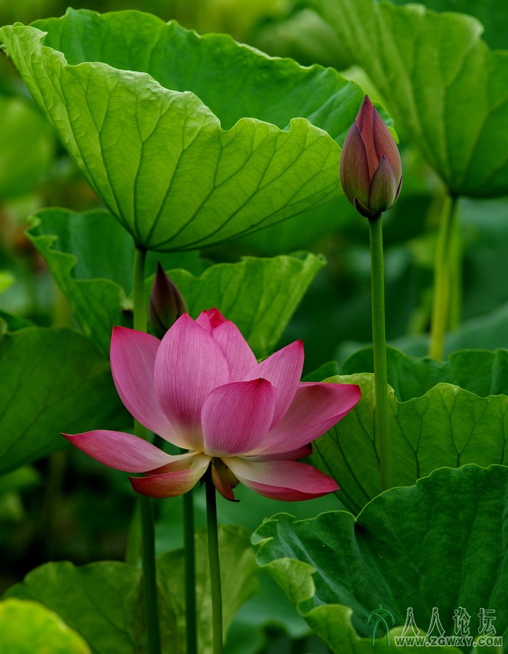 张树森步步高shusen0923@sina.com 5.jpg