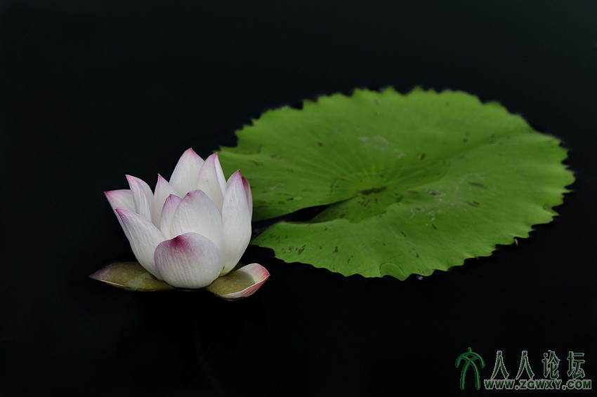 甄竞 出污泥2295191564@qq.com.jpg