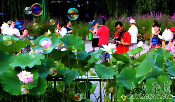 荷展好热闹（庄素贞）.jpg