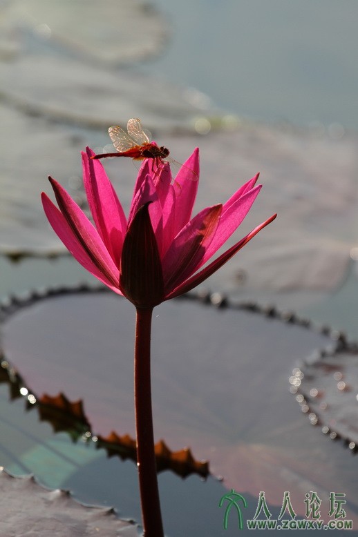 2013-8-3 梦醒时分.JPG