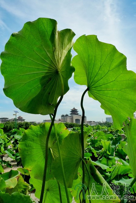 《荷叶接天》杨新亭摄.jpg