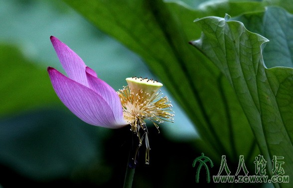 李炳 轻歌慢舞13575236959@163.com.jpg