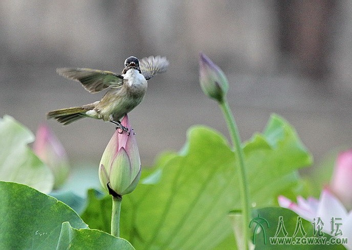 李炳 荷花恋13575236959@163.com.jpg