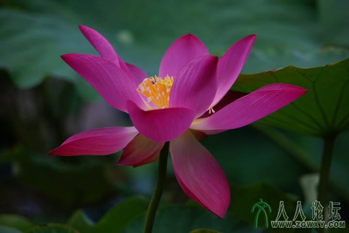 刘秀先 一枝独秀.JPG