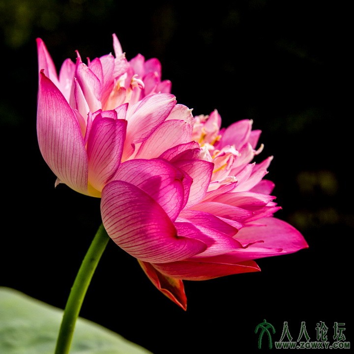 李治国—【娇 艳】—联系电话：13241955899.jpg