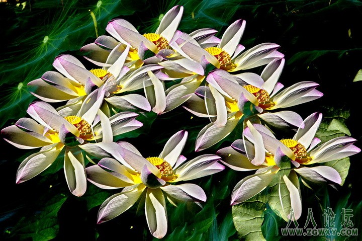 李治国—【群 舞】—联系电话：13241955899.jpg