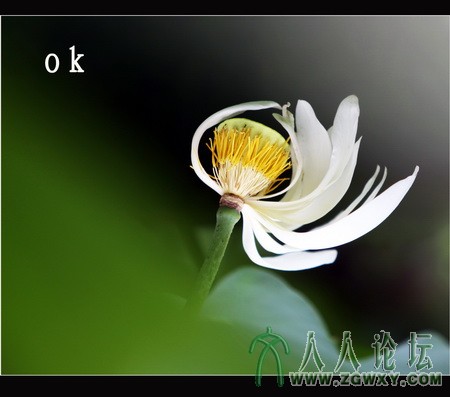 残荷趣之三   李瑞廷13681234826.jpg