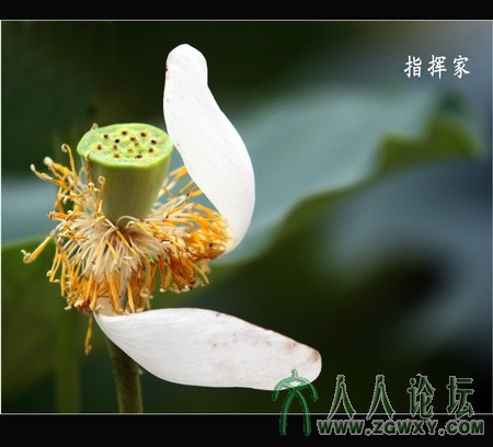 残荷趣之四    李瑞廷    13681234826.jpg