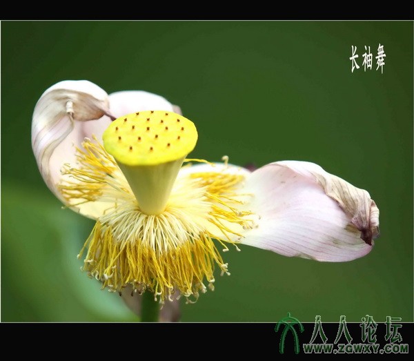 残荷趣之一  李瑞廷13681234826.jpg