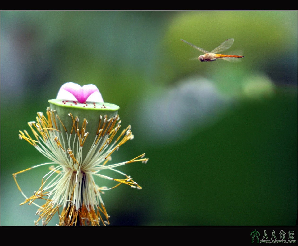 荷塘精灵之二  李瑞廷13681234826.jpg