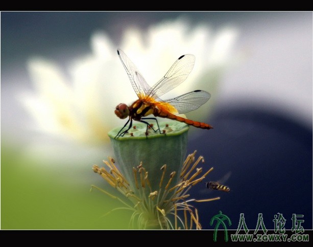 荷塘精灵之三  李瑞廷13681234826.jpg