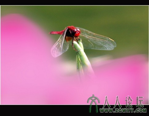 荷塘精灵之四  李瑞廷13681234826.jpg