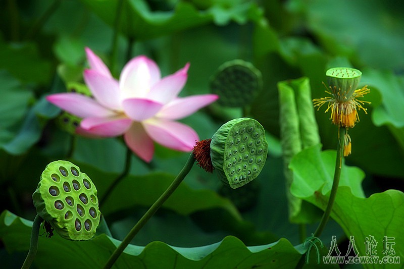 22.青荷莲子.摄影.李碧.jpg