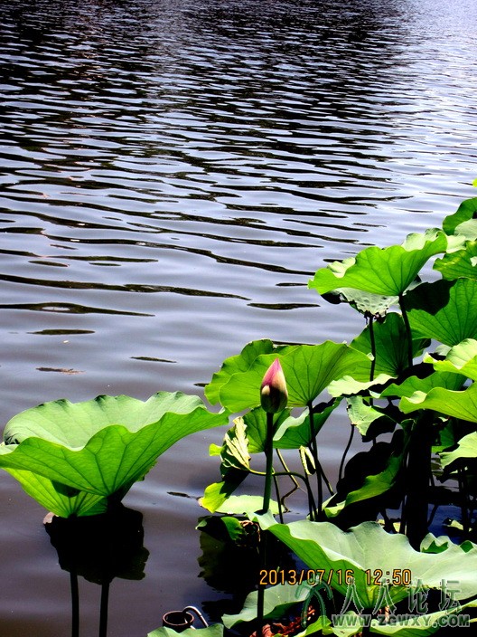 014 莲花池荷花.jpg