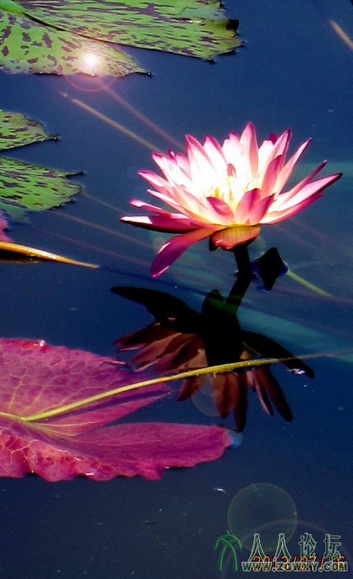 003 莲花池荷花2.jpg