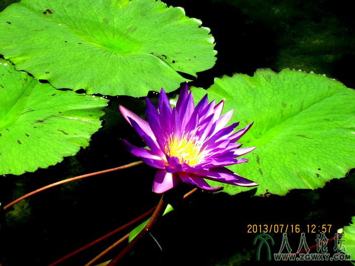 005 莲花池荷花.jpg