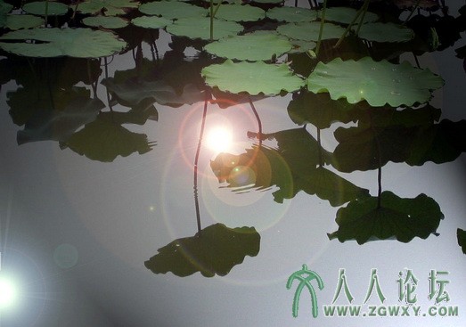 007 莲花池荷花.jpg