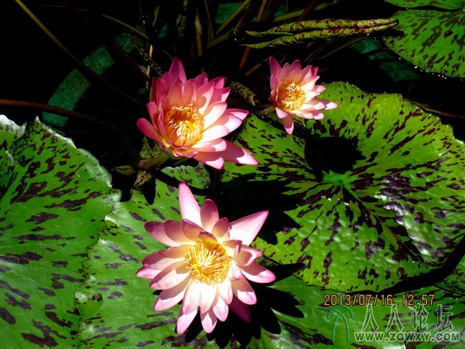 018 莲花池荷花.jpg