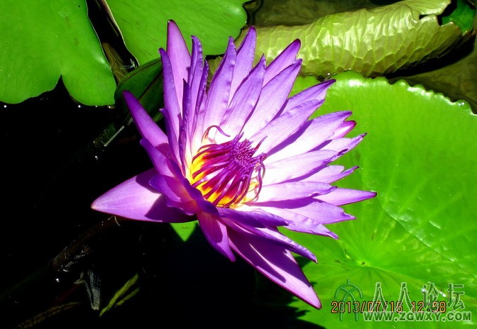 020 莲花池荷花.jpg