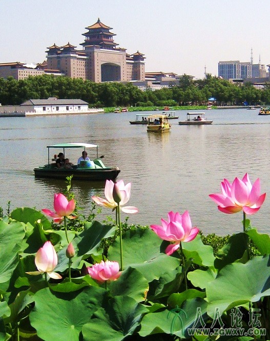 轻舟荡漾莲花池.JPG