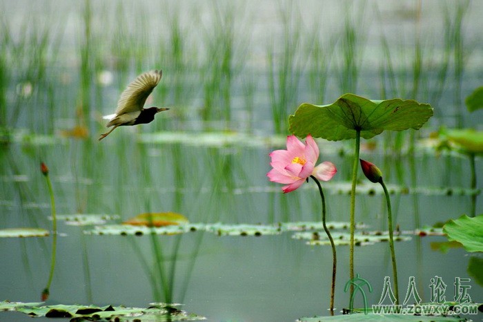 鹭飞荷香（胡时芳摄）13701222645.jpg