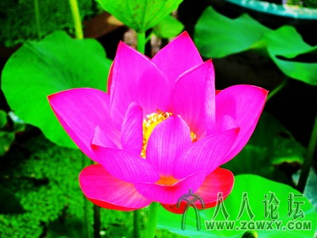 09-06-17-莲花 027_副本.jpg