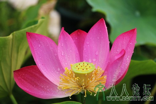 2013-07-22-莲花池-荷 084_副本.jpg