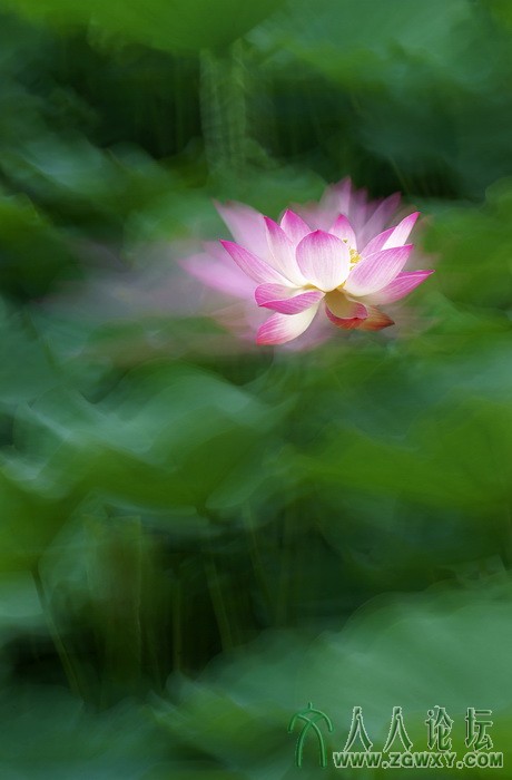 荷韵（摄影：董致霞） (9).jpg