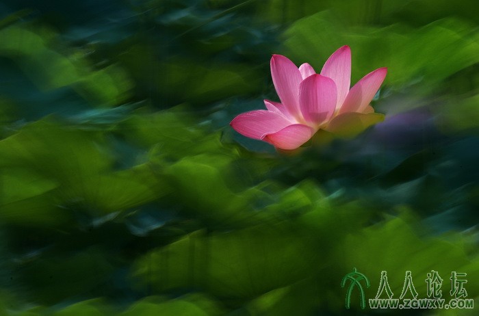 荷韵（摄影：董致霞） (2).jpg