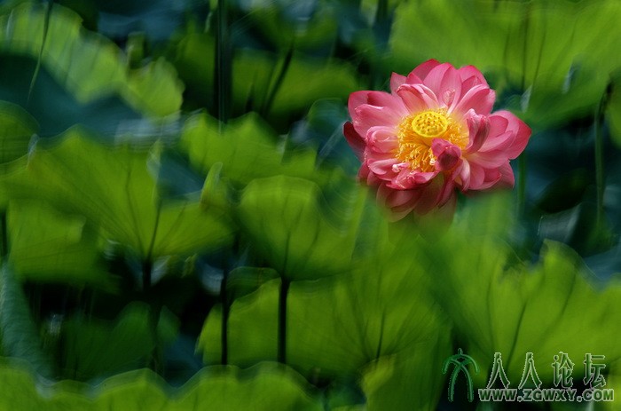 荷韵（摄影：董致霞） (3).jpg