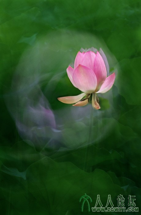 荷韵（摄影：董致霞） (10).jpg