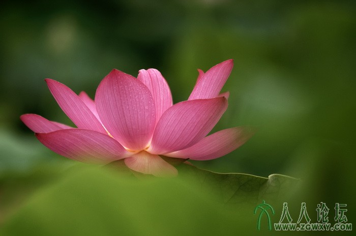 荷韵（摄影：董致霞） (11).jpg