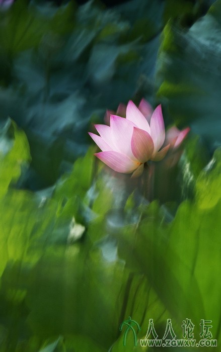 荷韵（摄影：董致霞） (12).jpg