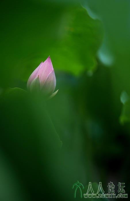 荷韵（摄影：董致霞） (19).jpg