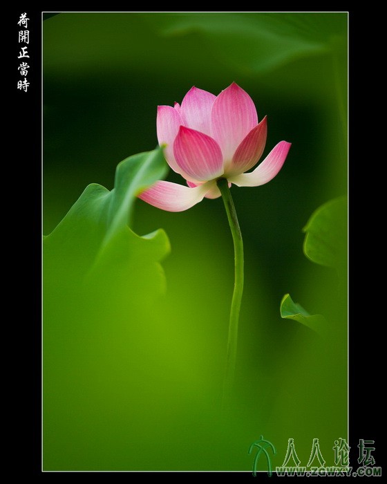 荷开正当时_缩小大小.jpg