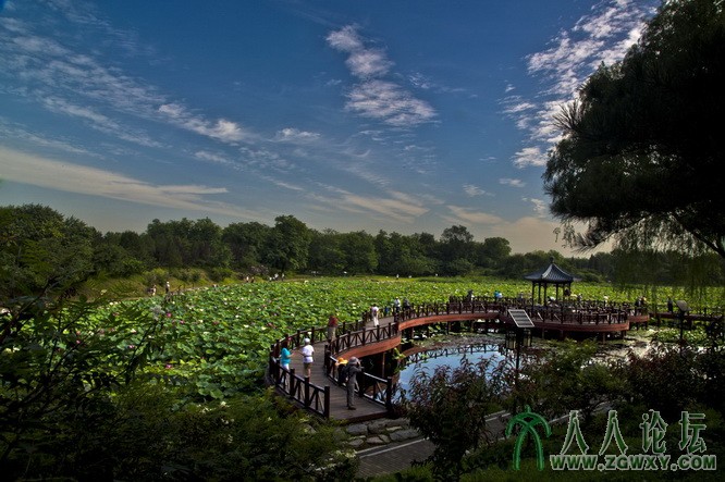 荷香满园_缩小大小.jpg